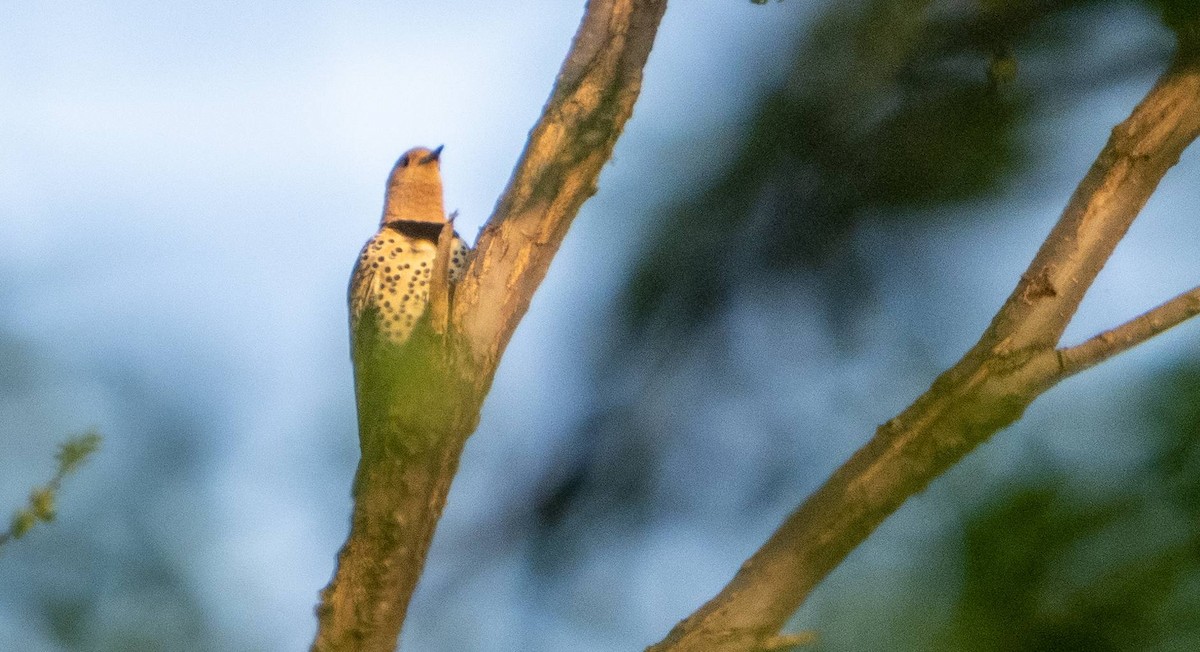 Northern Flicker - Matt M.