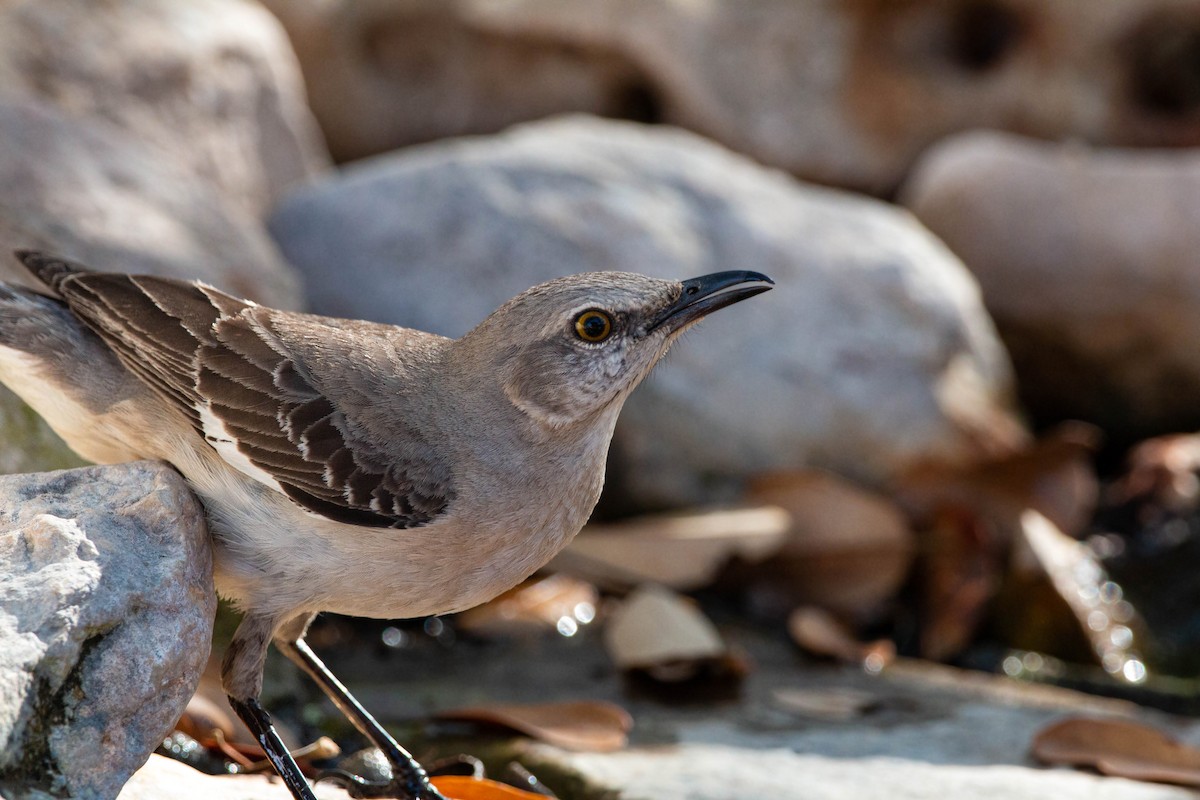 Northern Mockingbird - William Clark