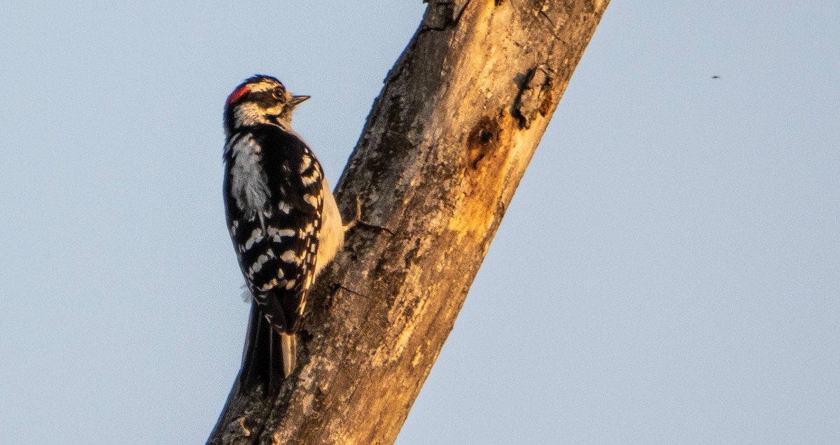 Downy Woodpecker - Matt M.