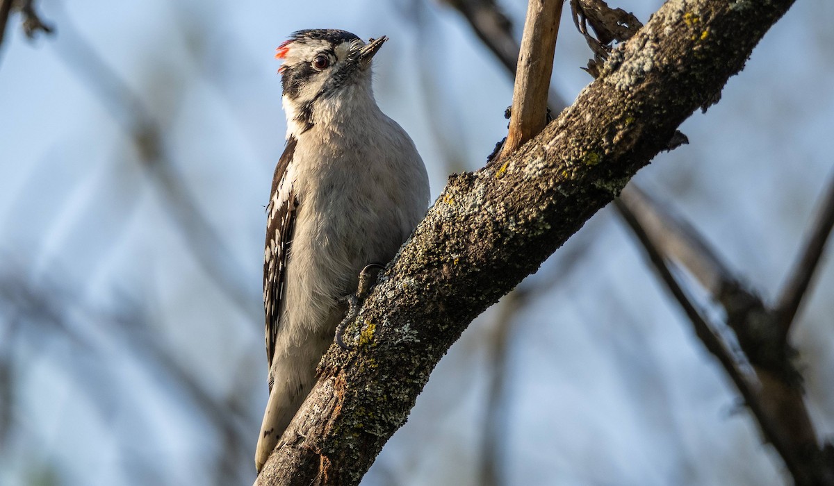 Downy Woodpecker - ML619509246