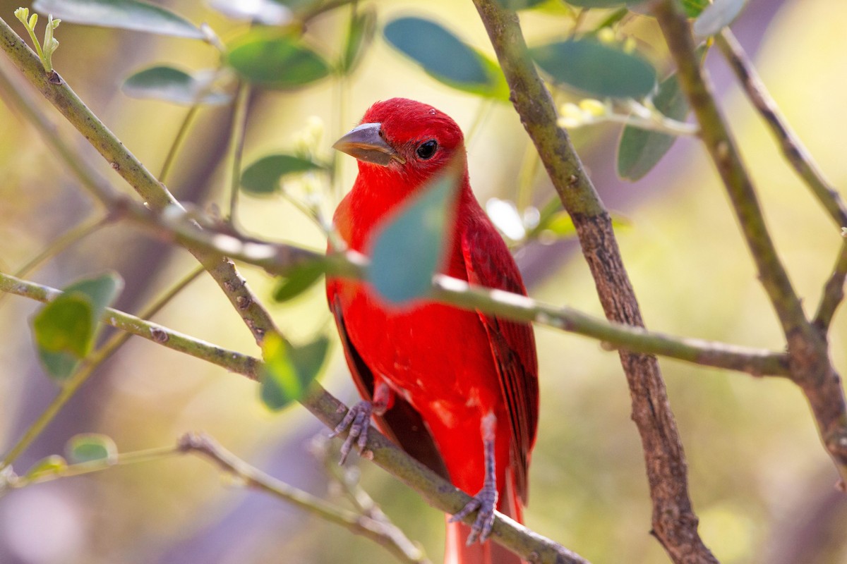 Summer Tanager - William Clark