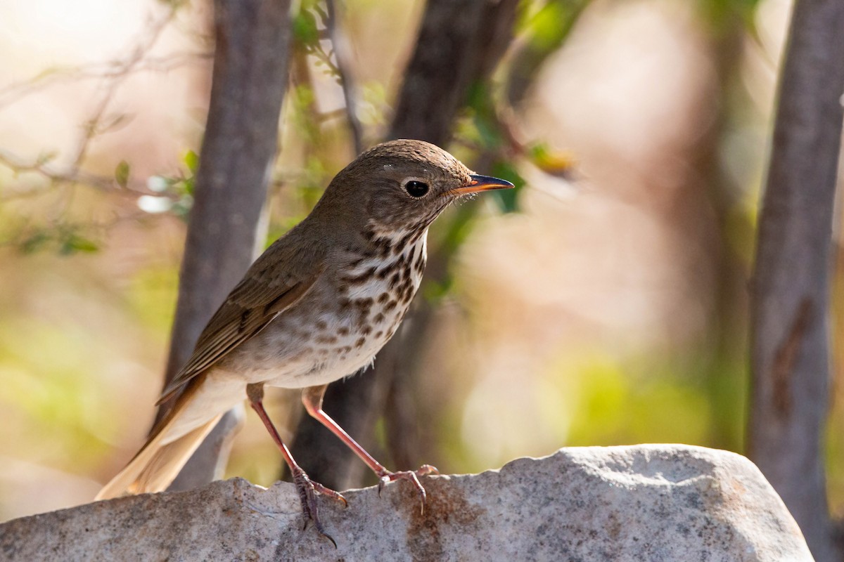 Hermit Thrush - William Clark