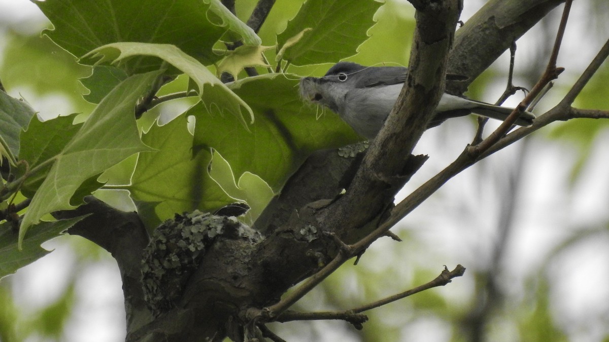 Blue-gray Gnatcatcher - Keith Eric Costley