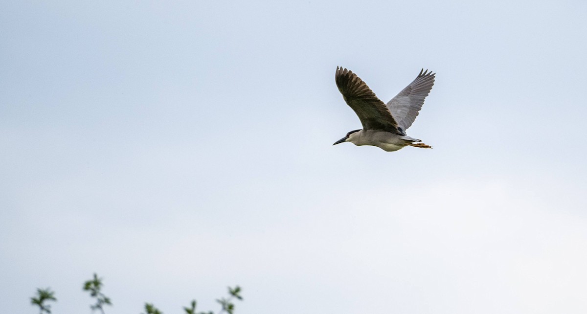 Black-crowned Night Heron - Matt M.