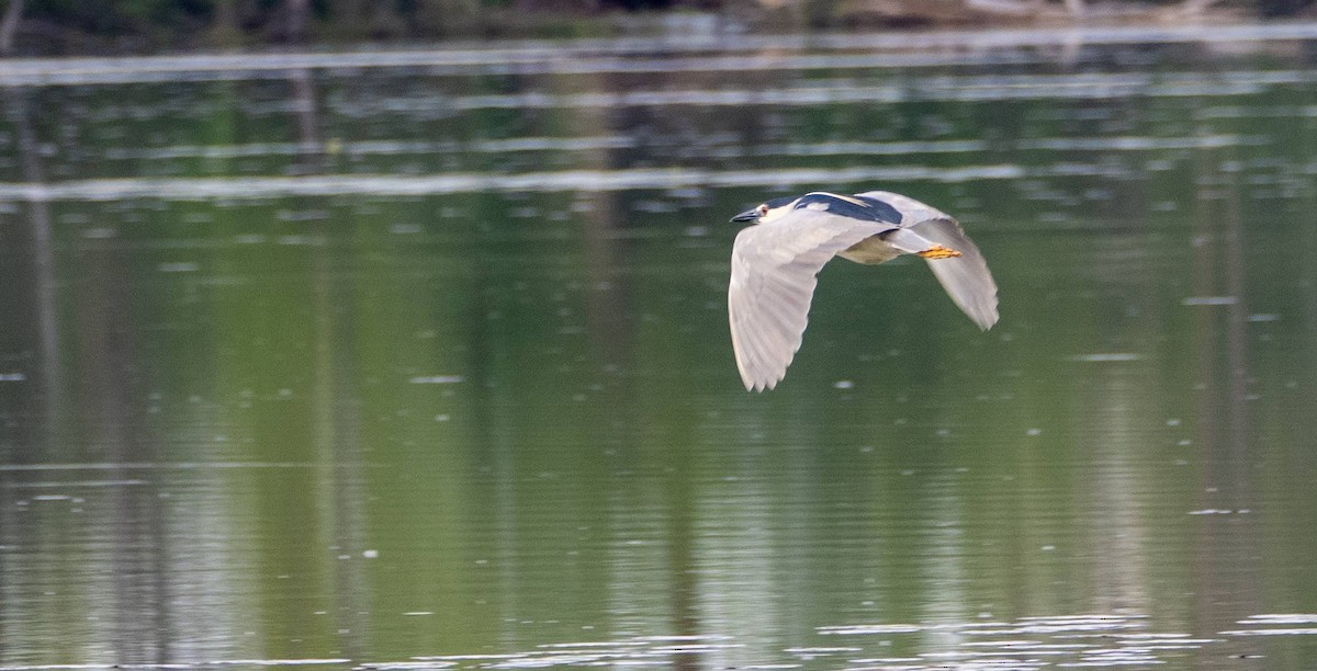 Black-crowned Night Heron - Matt M.