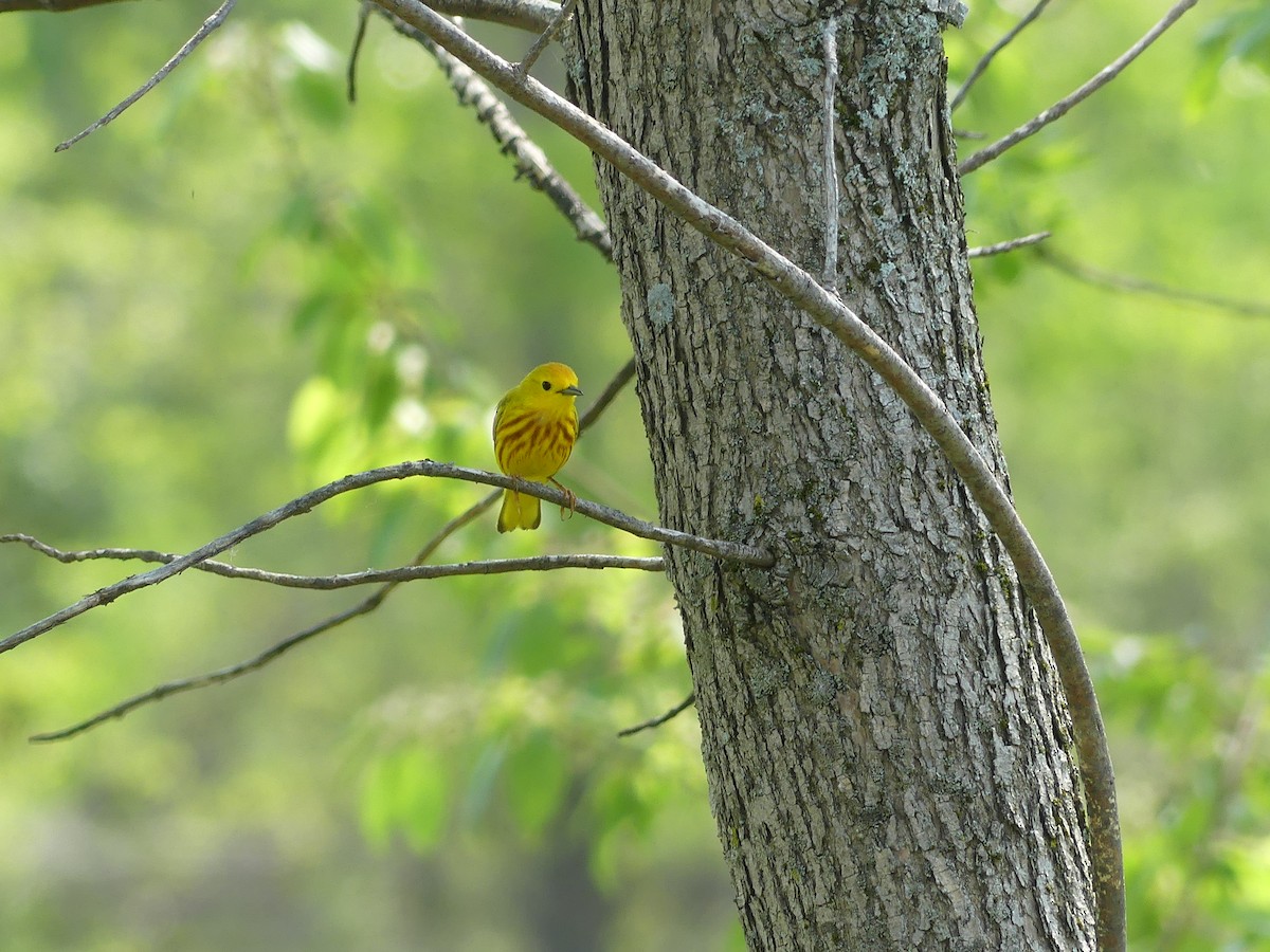 Yellow Warbler - claudine lafrance cohl