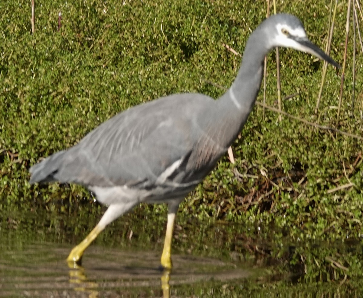 White-faced Heron - Alan Coates