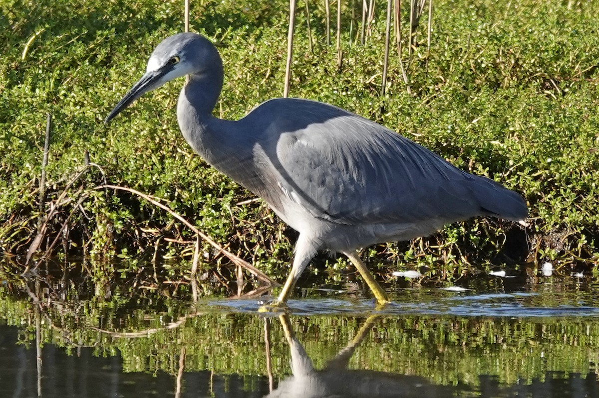 White-faced Heron - Alan Coates