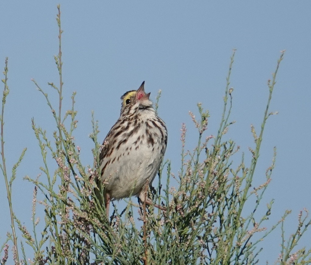 Savannah Sparrow - Judy Schattner