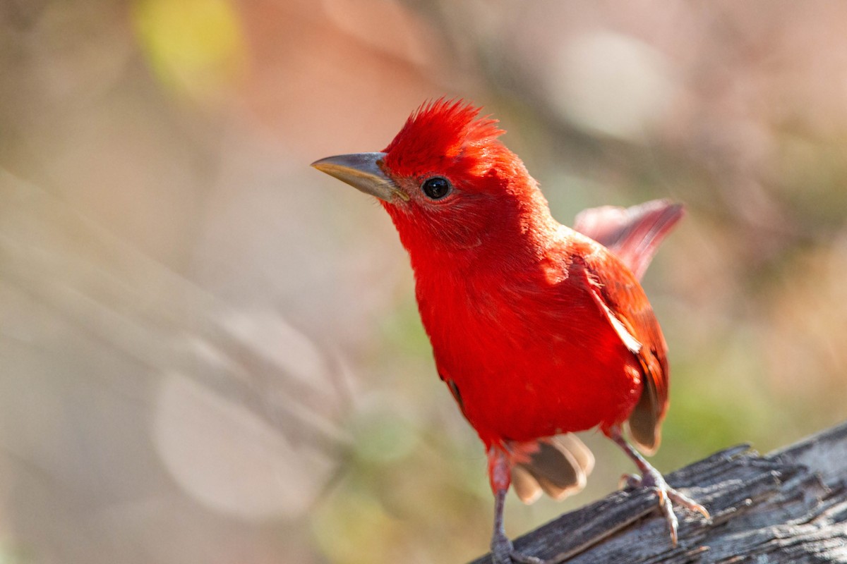 Summer Tanager - William Clark