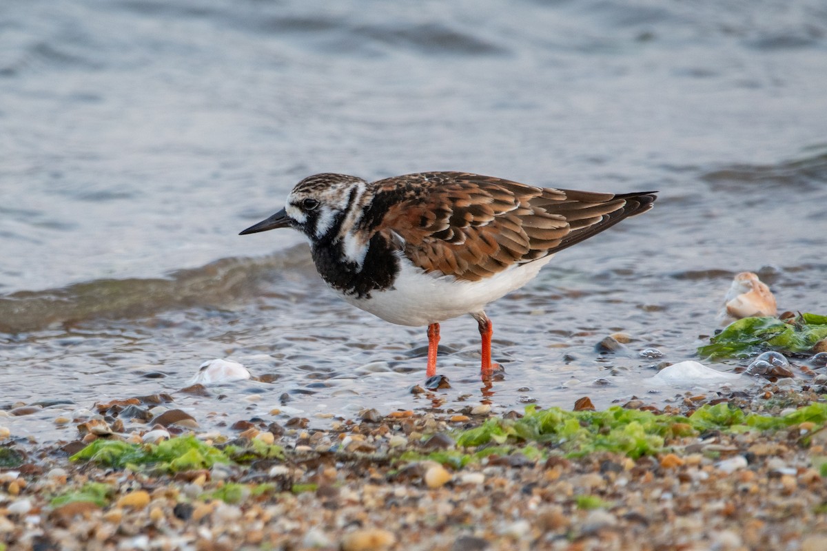 Ruddy Turnstone - Karen Hardy