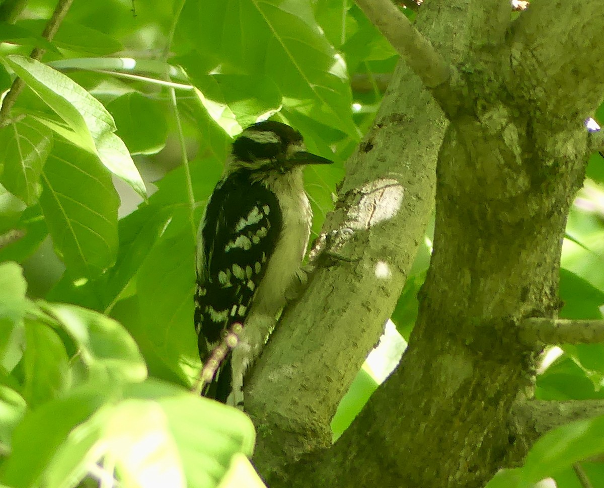 Downy Woodpecker - Cindy Sherwood