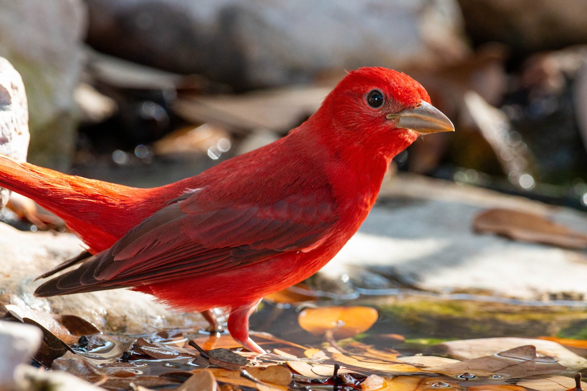 Summer Tanager - William Clark