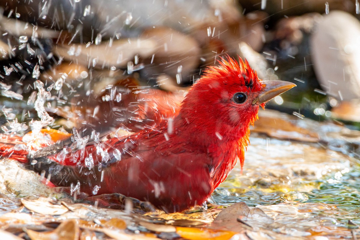 Summer Tanager - William Clark