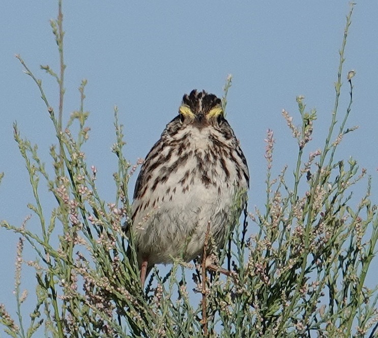 Savannah Sparrow - Judy Schattner