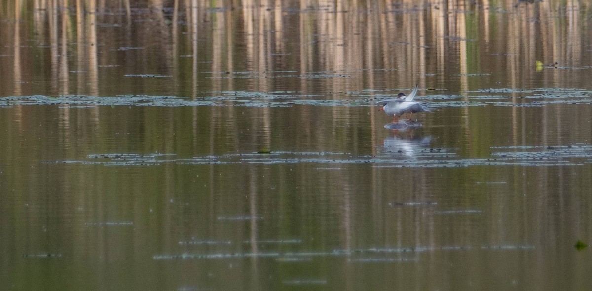 Common Tern - ML619509288