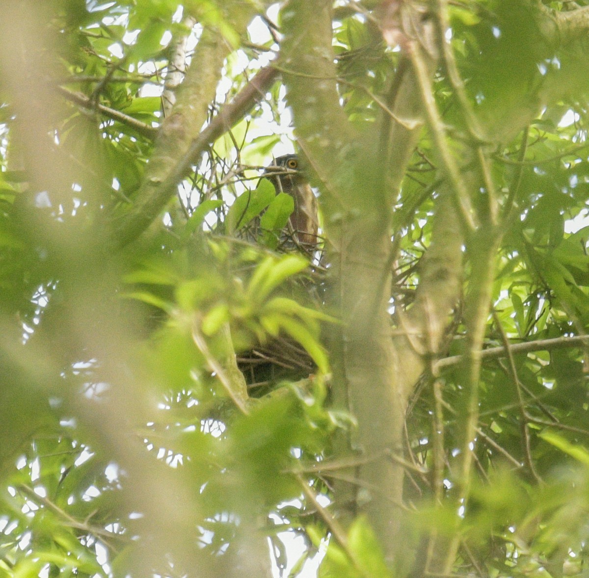 Green Heron - Margaret Poethig