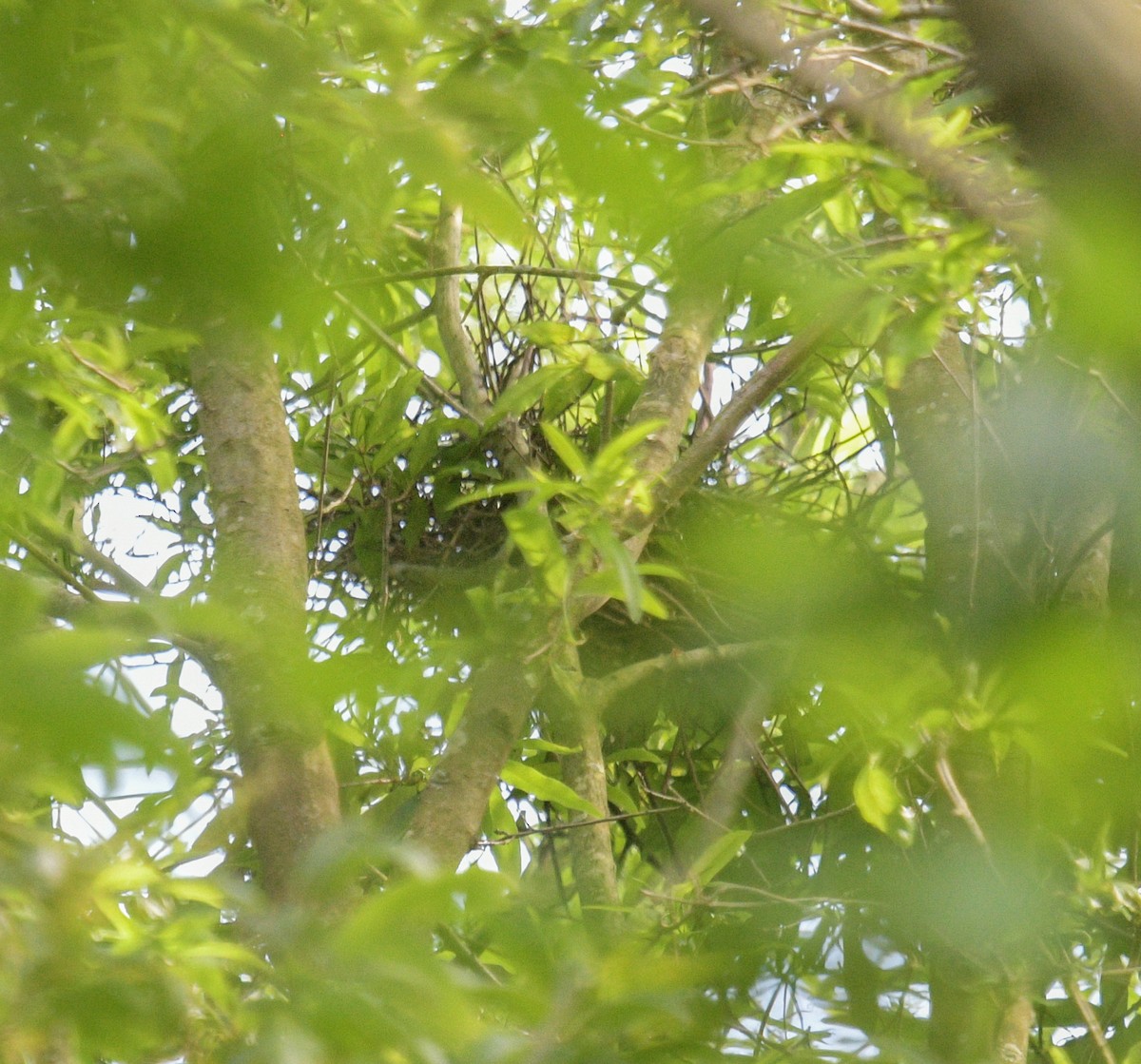 Green Heron - Margaret Poethig