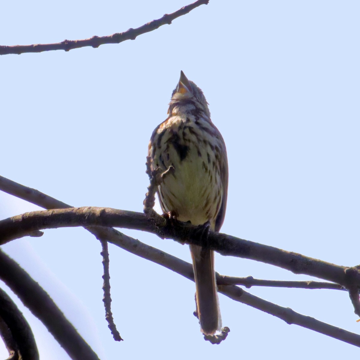 Song Sparrow - Thomas Burns