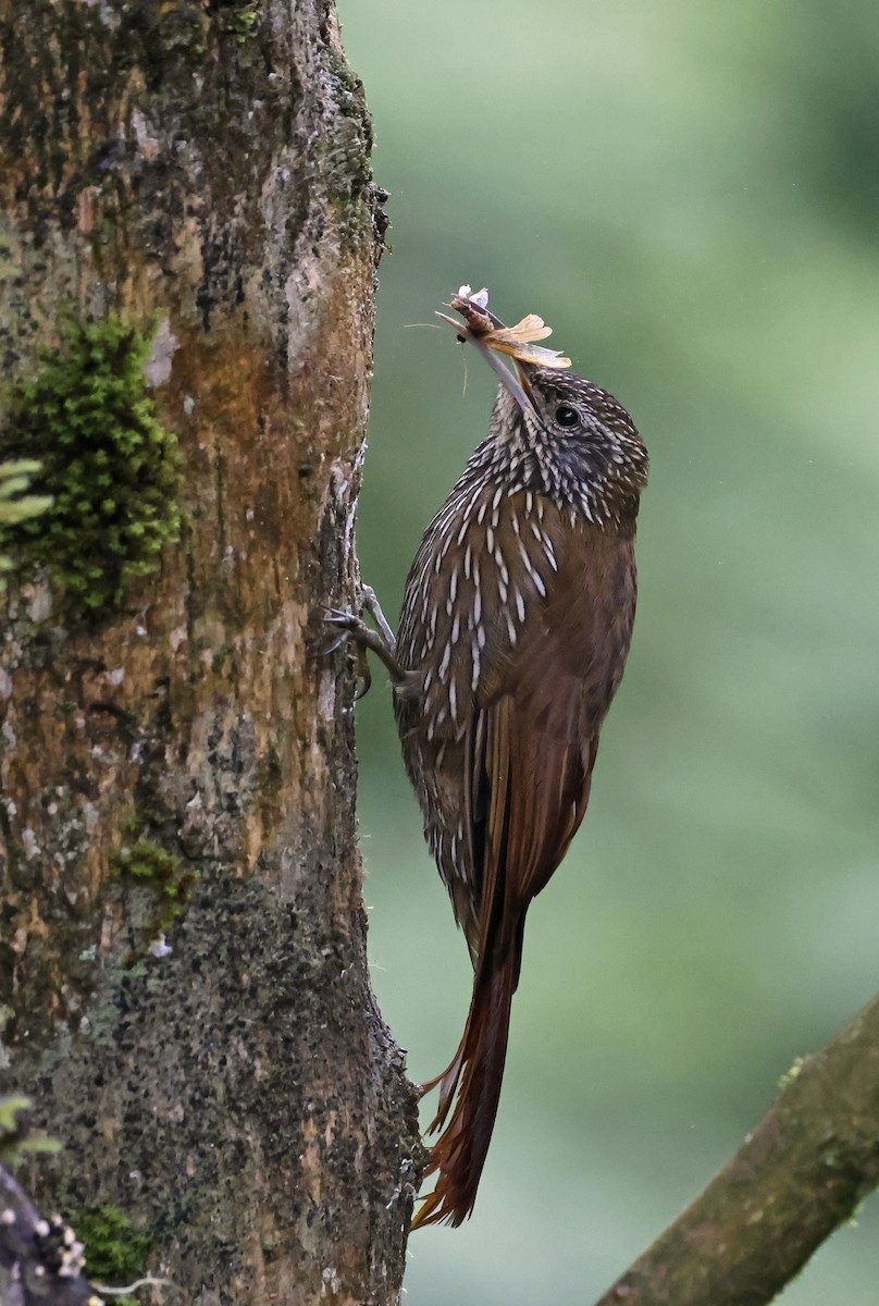 Montane Woodcreeper - Michael Smith