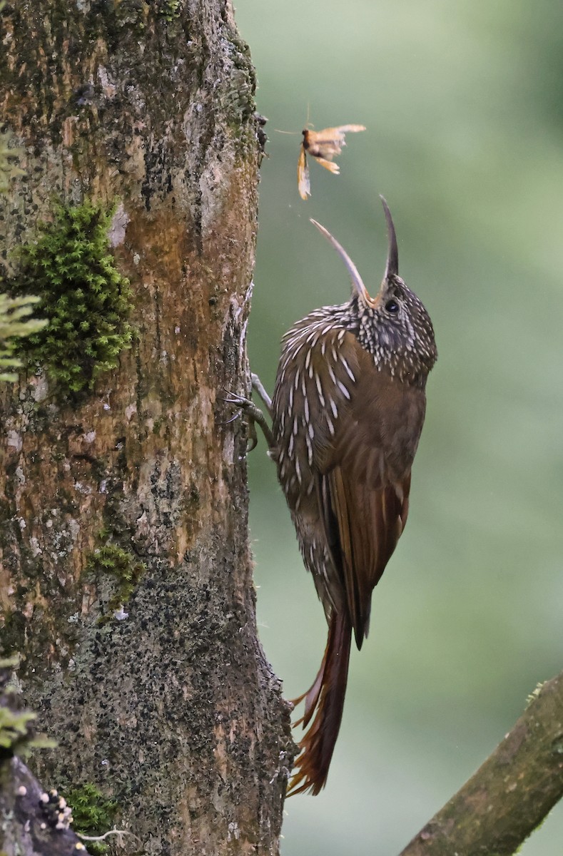 Montane Woodcreeper - Michael Smith