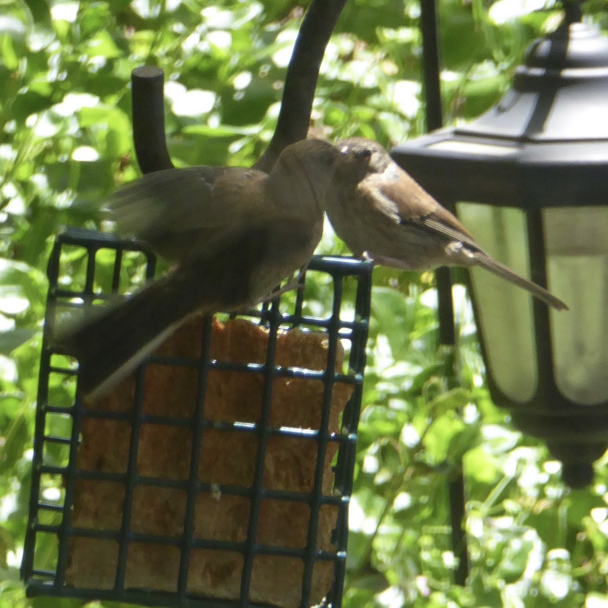 Dark-eyed Junco (Oregon) - Anonymous