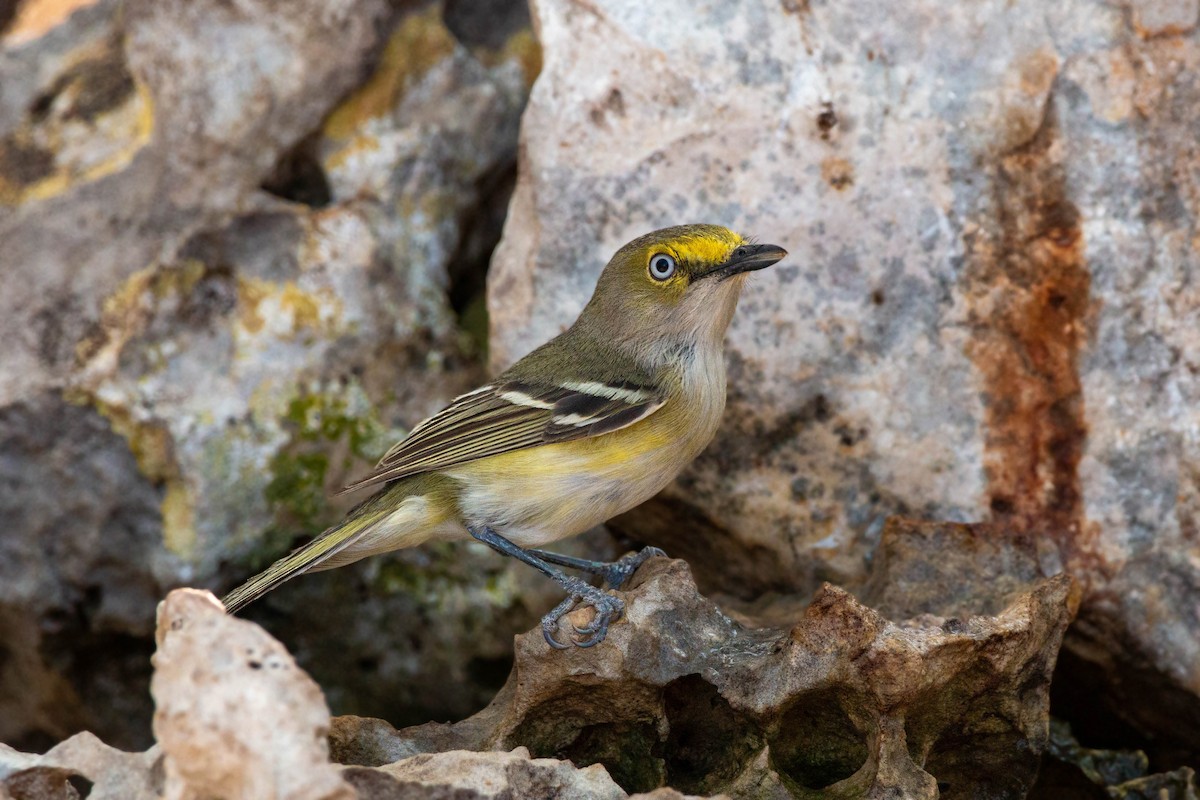 White-eyed Vireo - William Clark