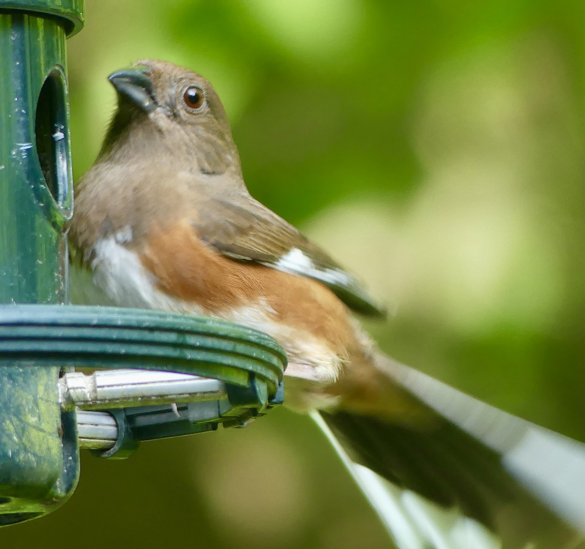 Eastern Towhee - Cindy Sherwood