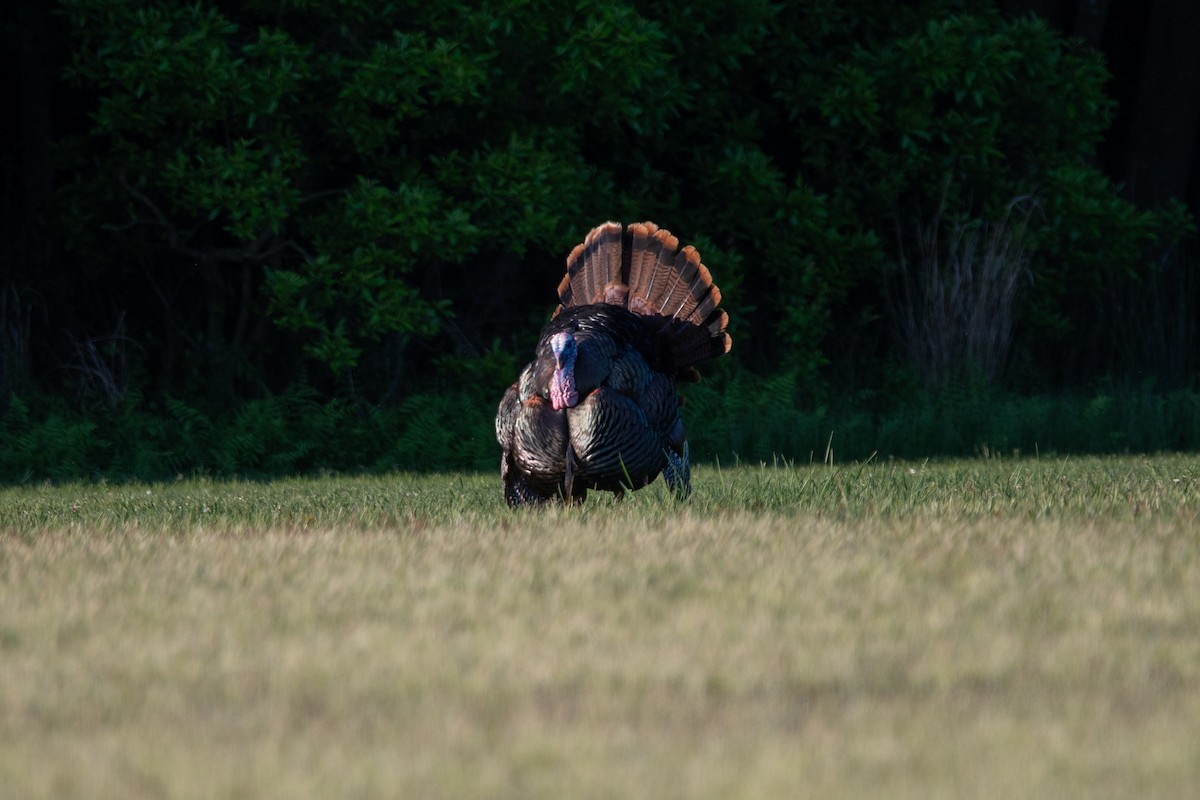 Wild Turkey - Karen Hardy