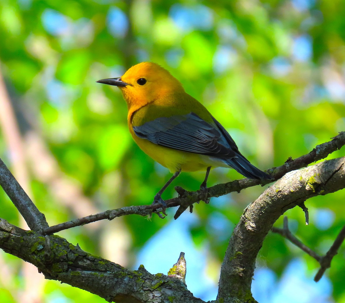 Prothonotary Warbler - Pat Sterbling