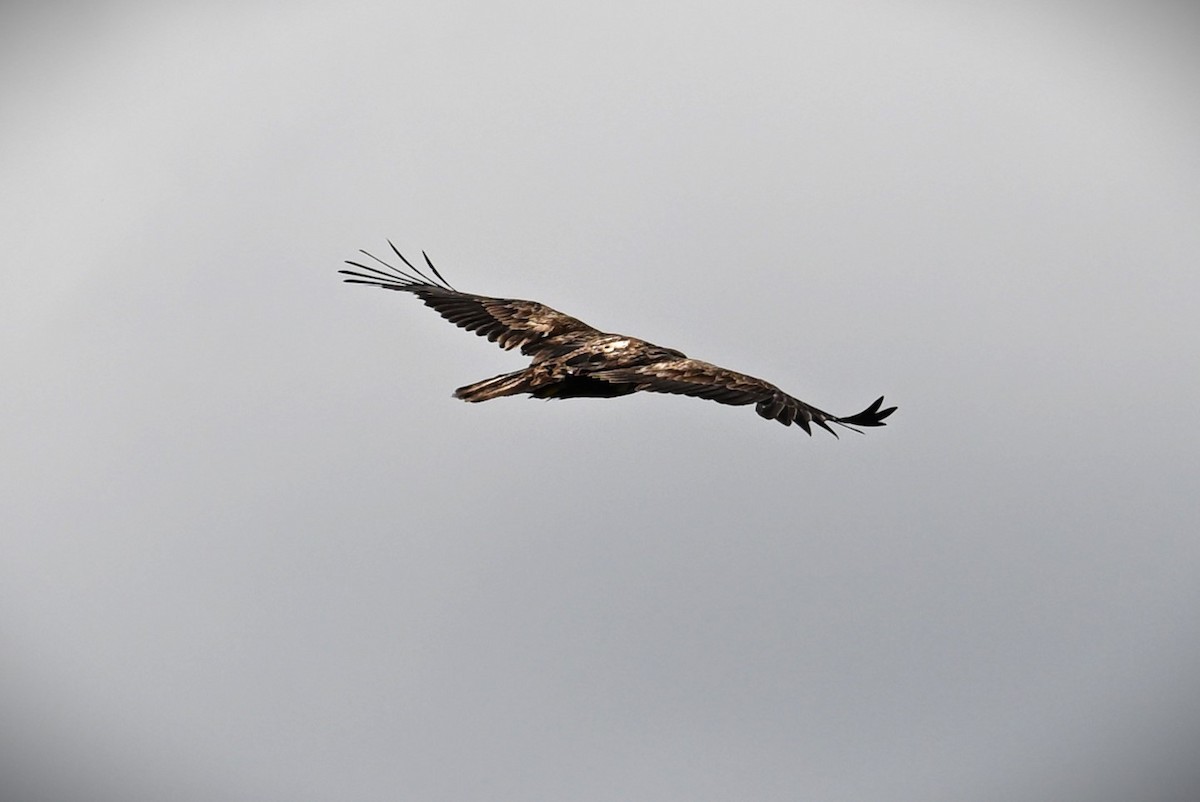 Bald Eagle - Wayne Wauligman