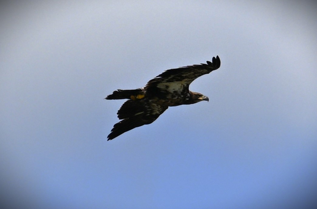 Bald Eagle - Wayne Wauligman