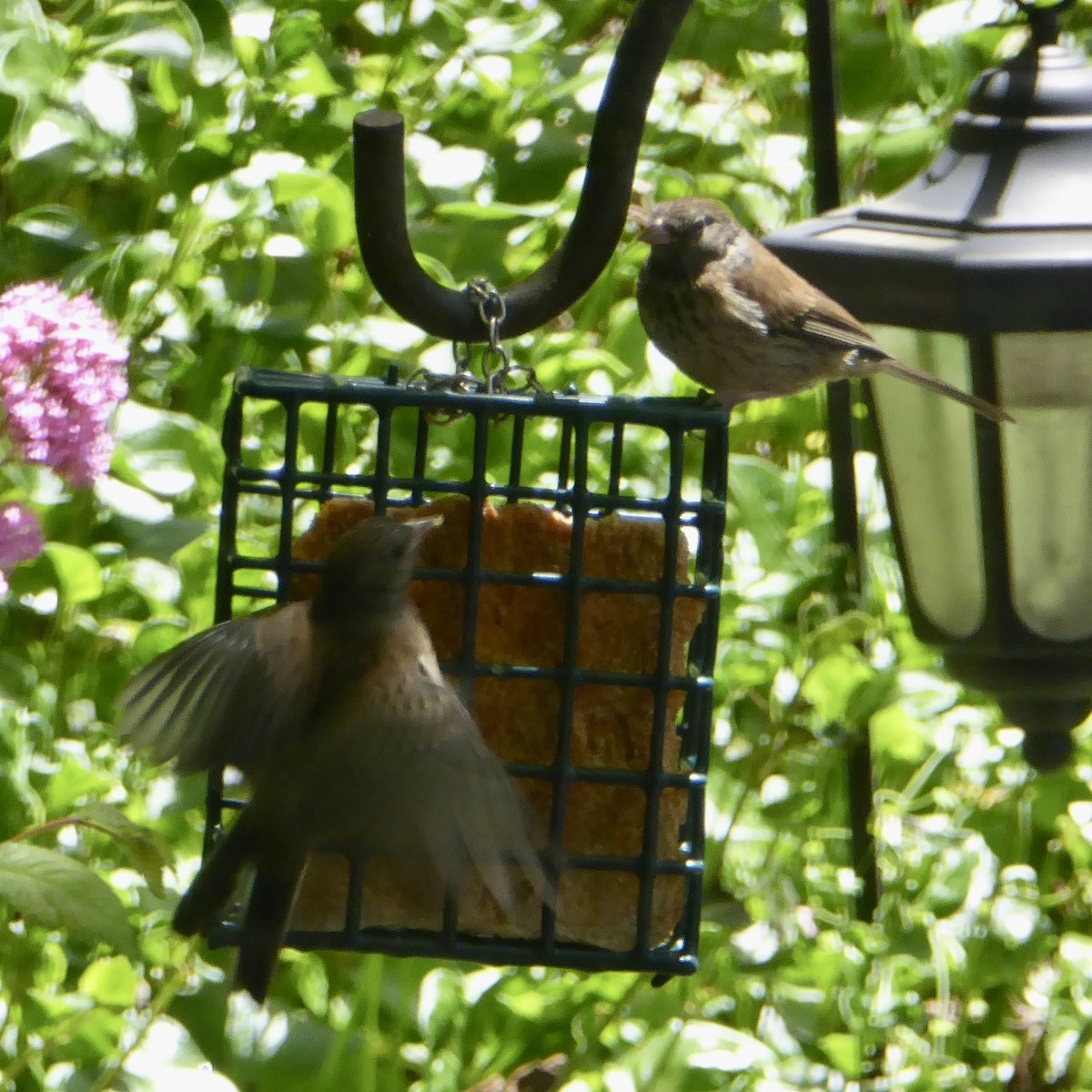 Dark-eyed Junco (Oregon) - Anonymous