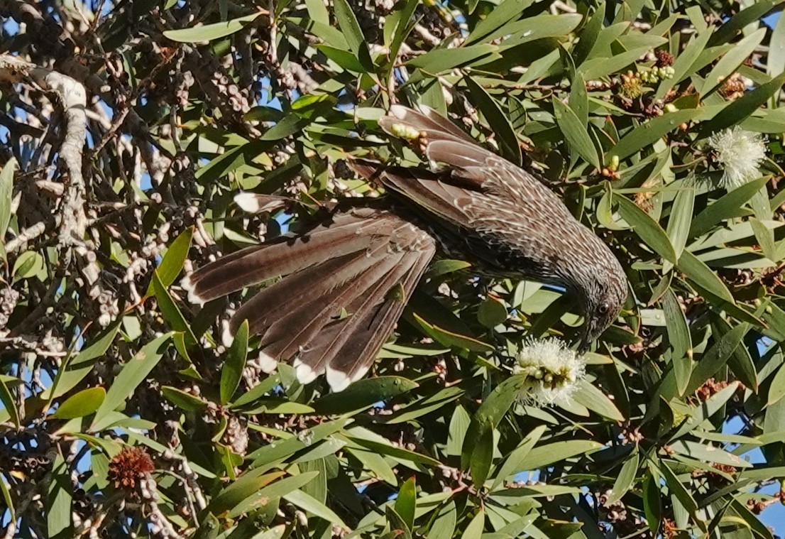 Little Wattlebird - Alan Coates