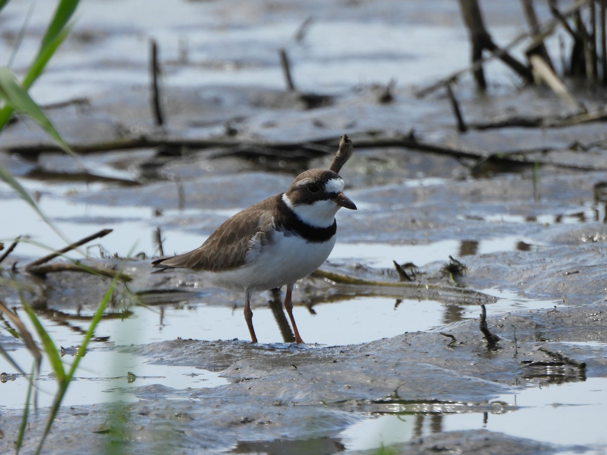 Semipalmated Plover - Rick Luehrs