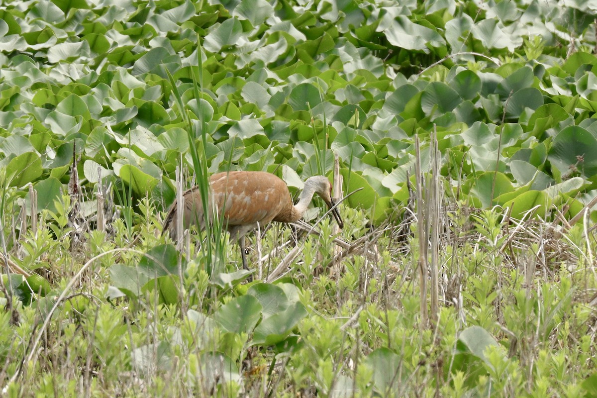 Sandhill Crane - Fred Grenier