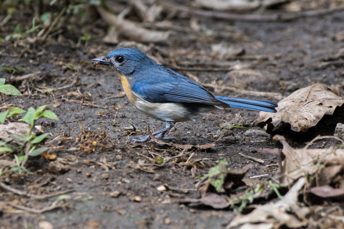 Tickell's Blue Flycatcher - Fareed Mohmed