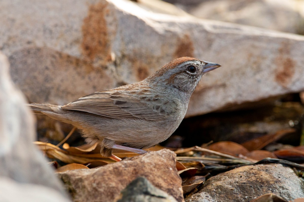 Rufous-crowned Sparrow - William Clark