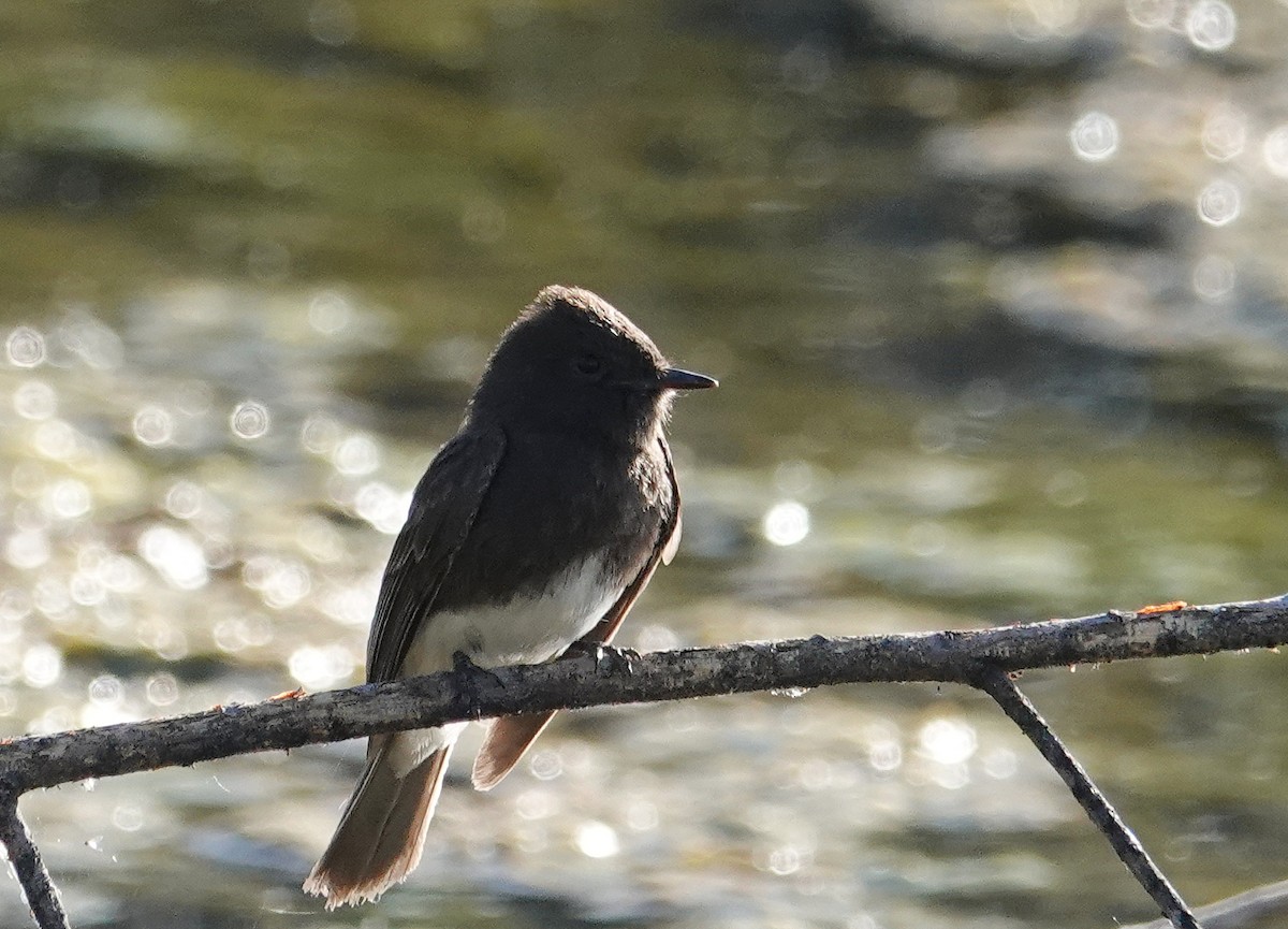 Black Phoebe - Judy Schattner