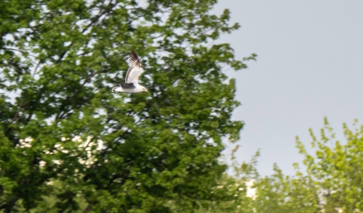 Ring-billed Gull - Matt M.