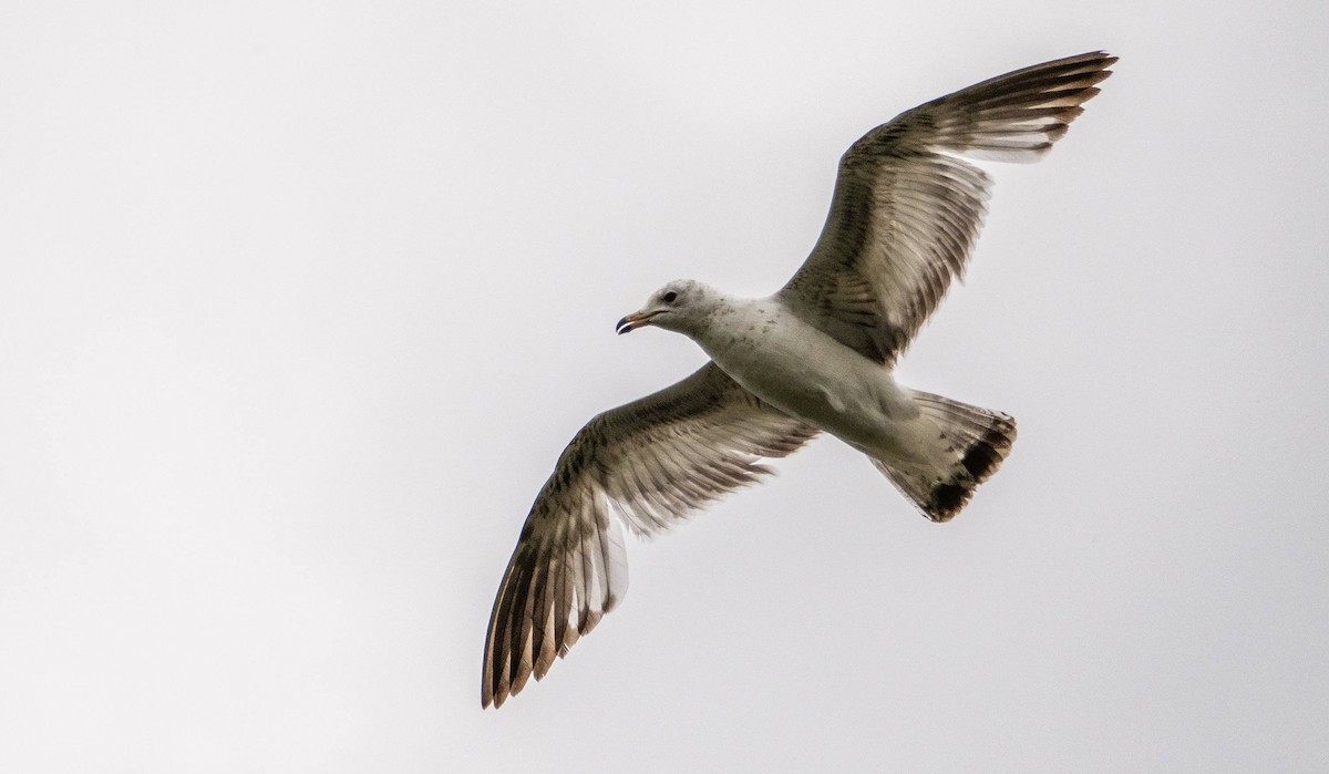 Ring-billed Gull - Matt M.