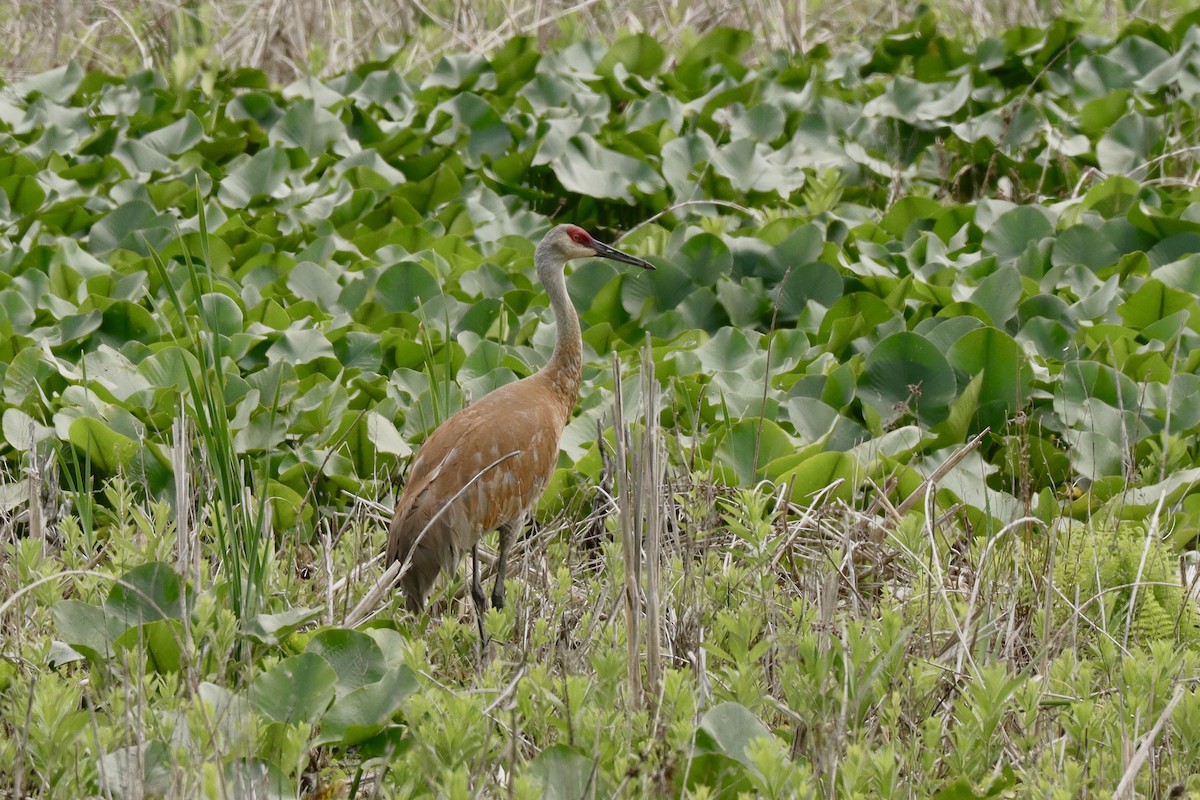 Sandhill Crane - Fred Grenier