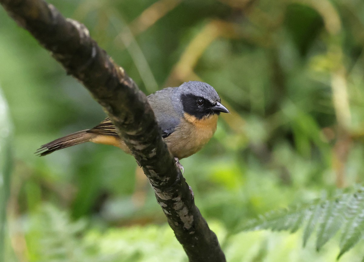 Black-eared Hemispingus - Michael Smith