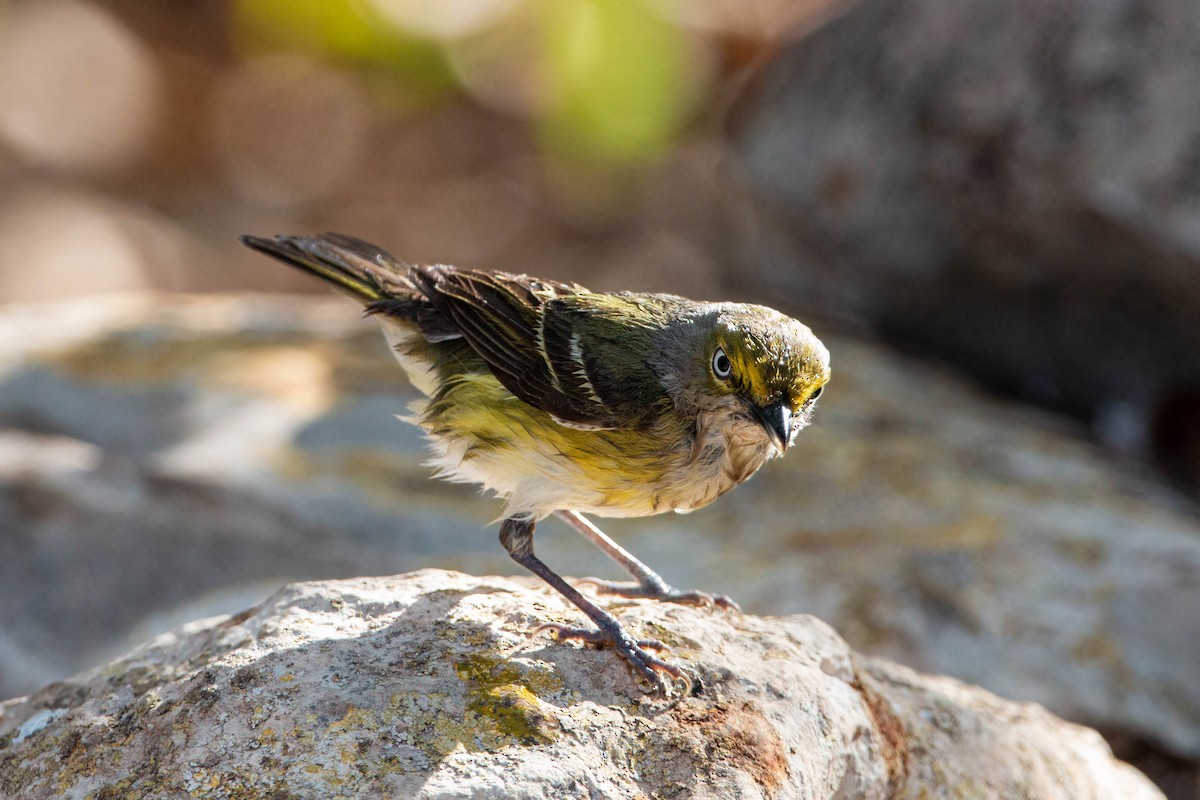 White-eyed Vireo - William Clark