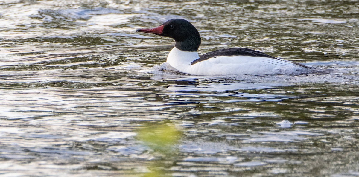 Common Merganser - Matt M.