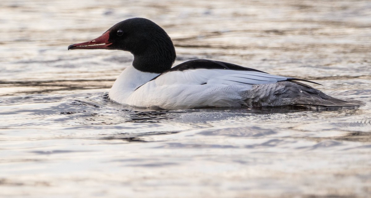 Common Merganser - Matt M.