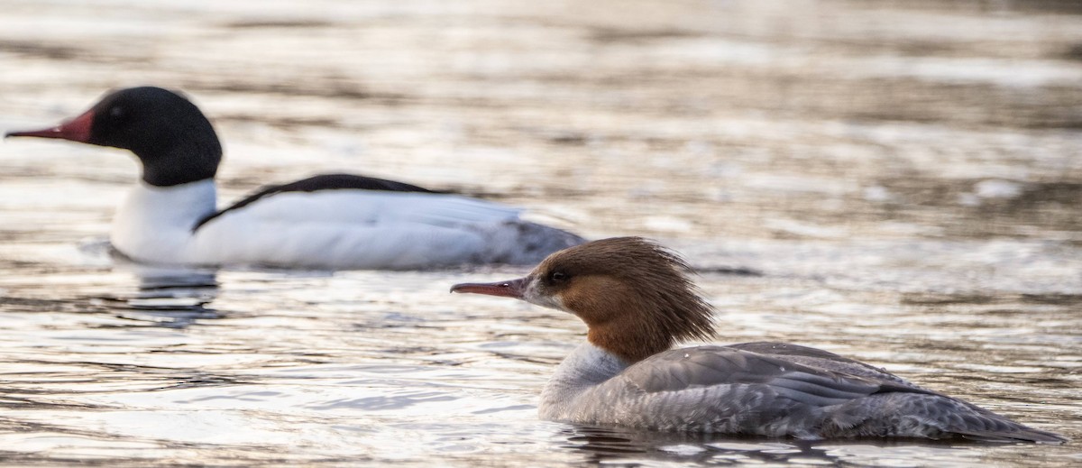 Common Merganser - Matt M.