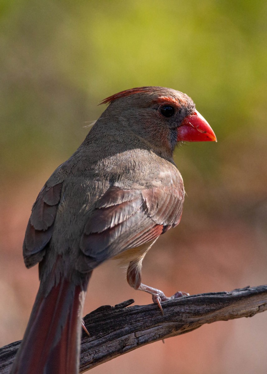 Northern Cardinal - William Clark