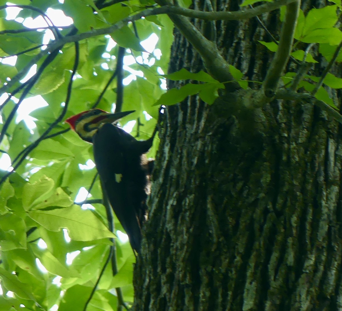 Pileated Woodpecker - Cindy Sherwood