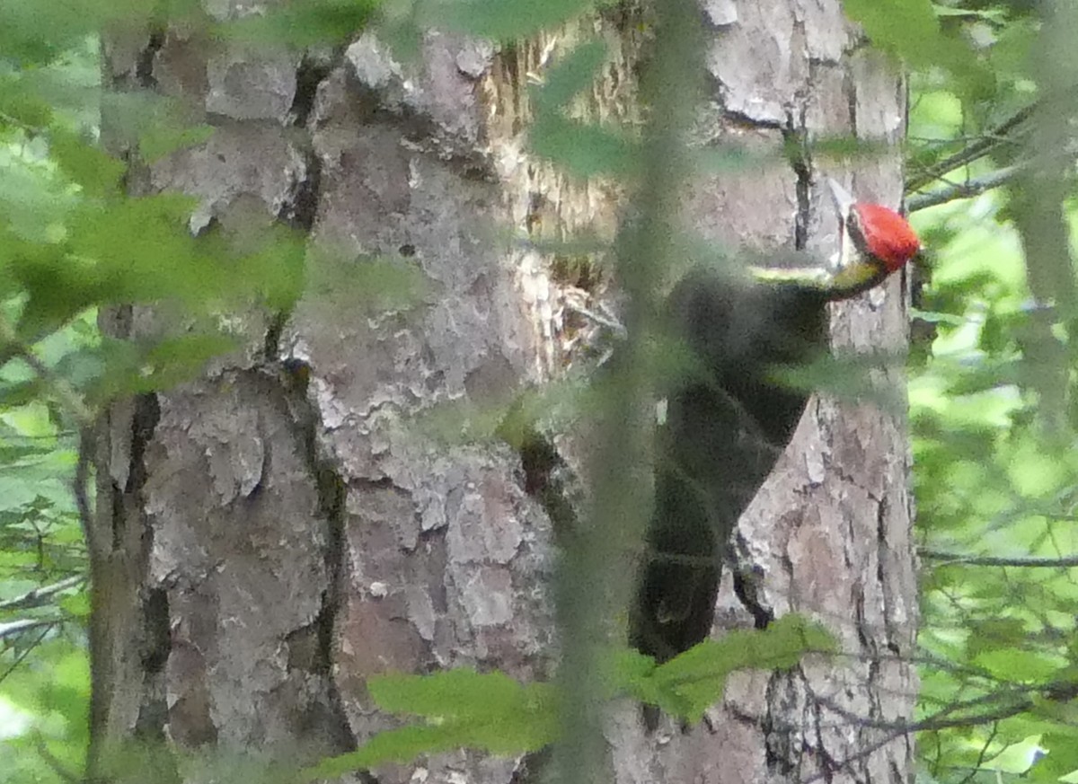 Pileated Woodpecker - Cindy Sherwood